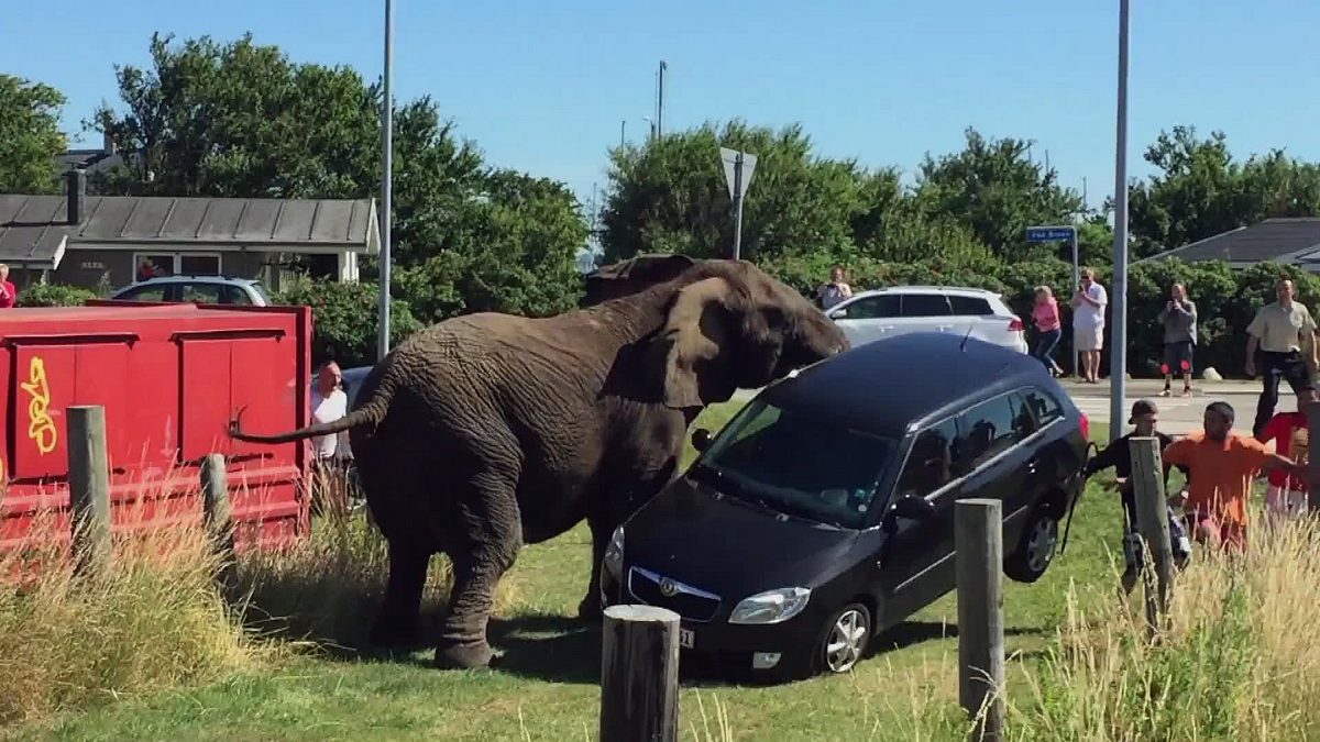 Tiere außer Rand und Band tiere außer rand und band