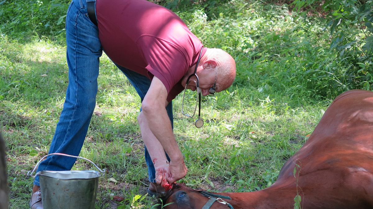 der unglaubliche dr. pol