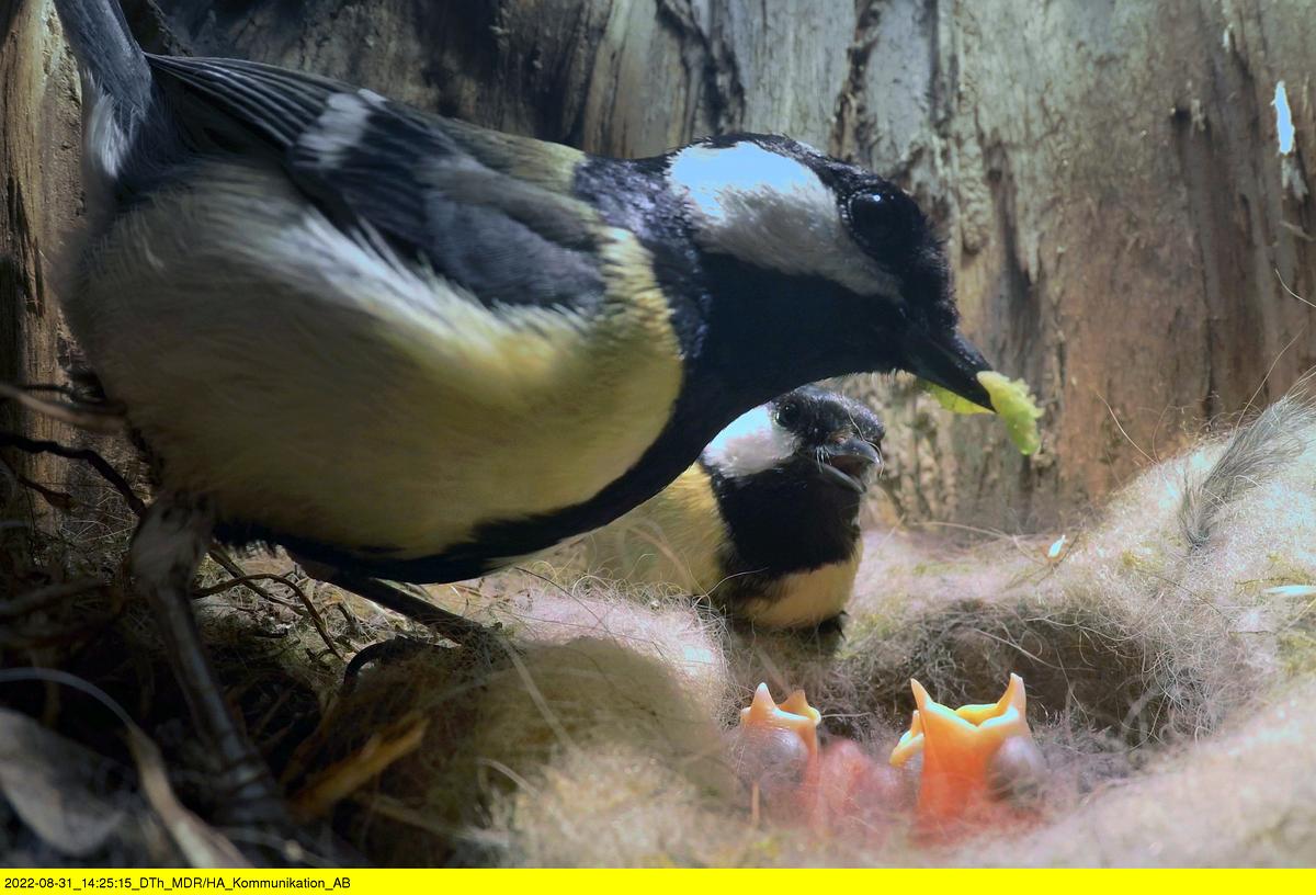 abenteuer wildnis