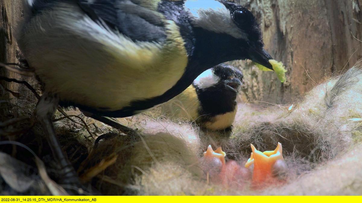 abenteuer wildnis