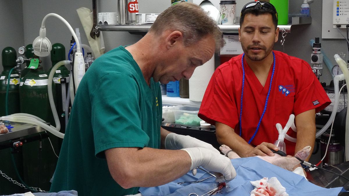 tierarzt dr. jeff