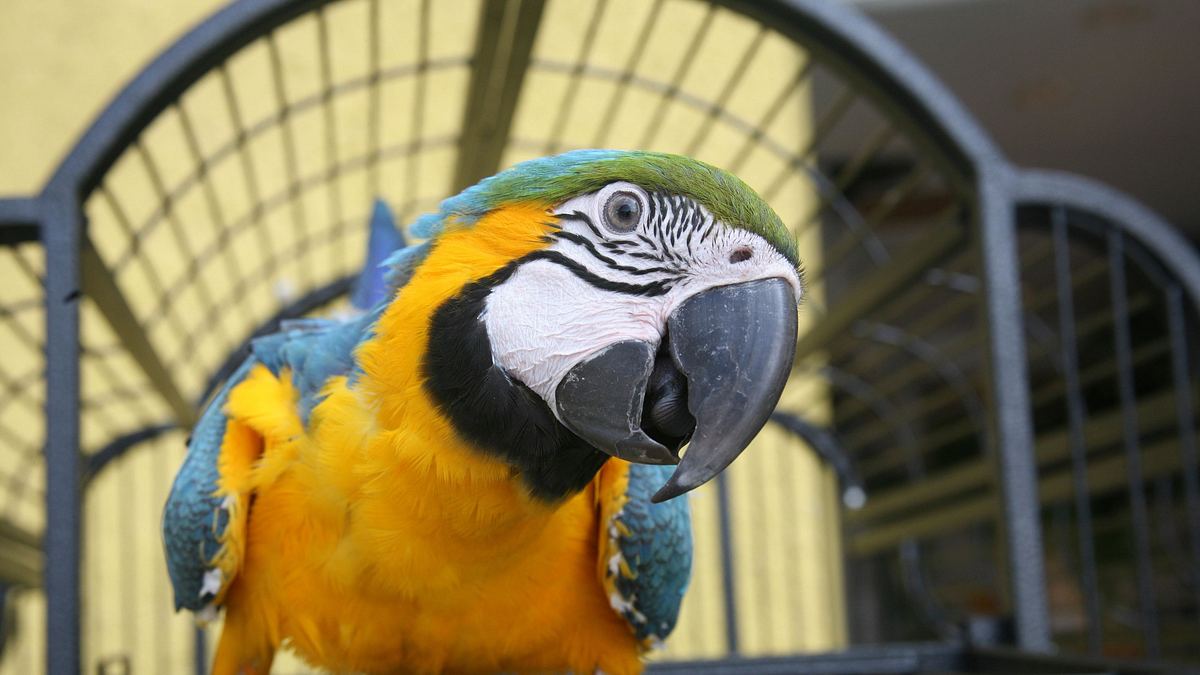 die tierärzte von houston