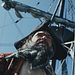 Piraten: Die Geschichten hinter den Legenden Thumbnail
