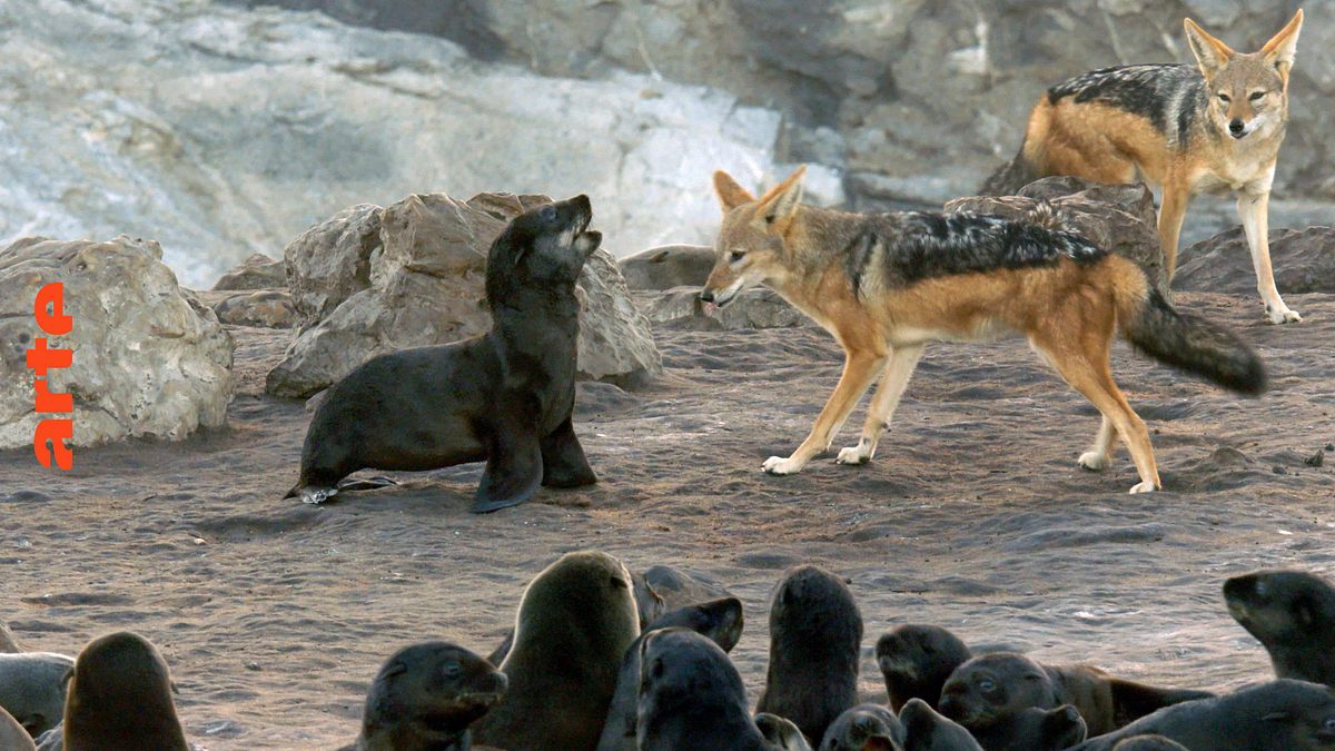 tierische freibeuter der meere