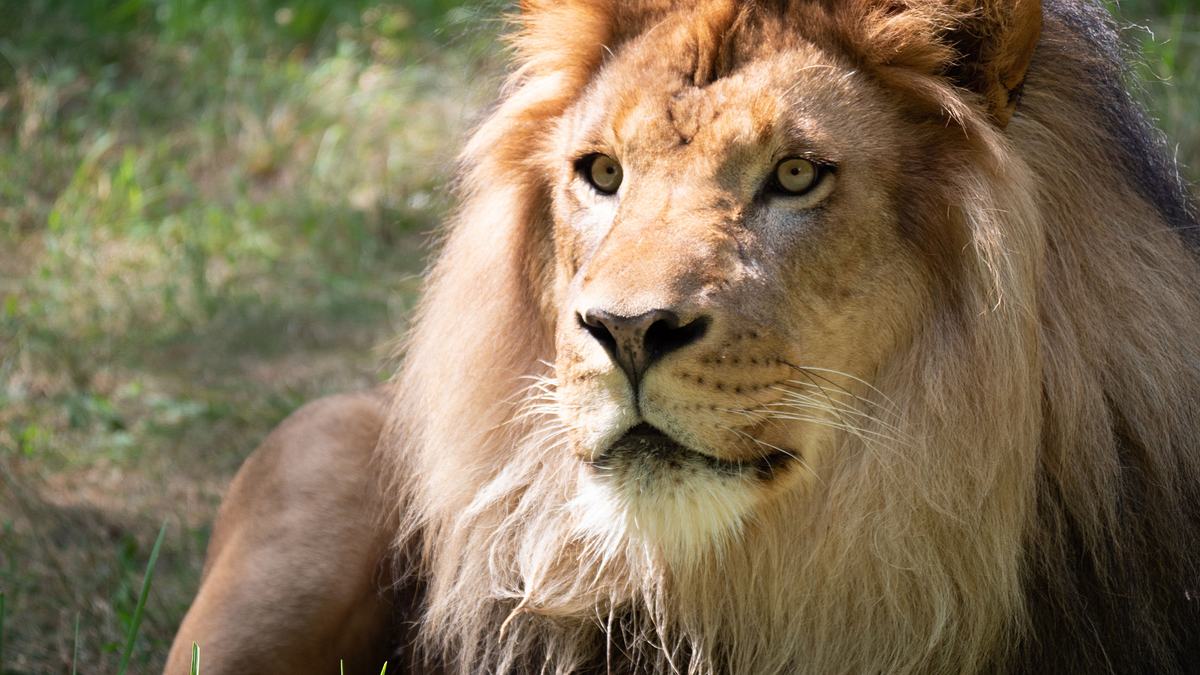 bronx zoo - tierpark der superlative