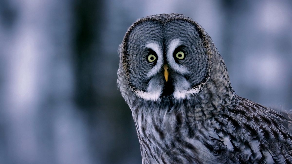 wild, clever, tödlich!