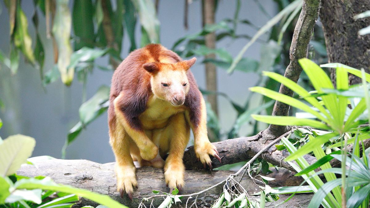 san diego zoo