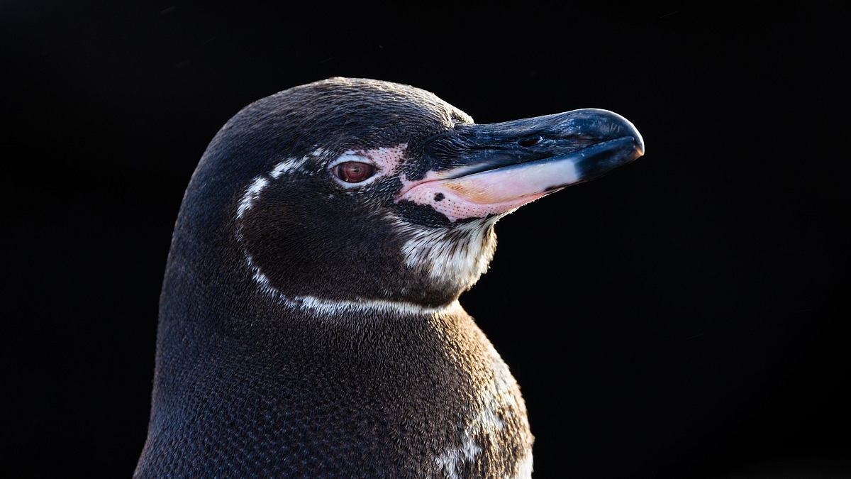 die geheimnisvolle welt der pinguine