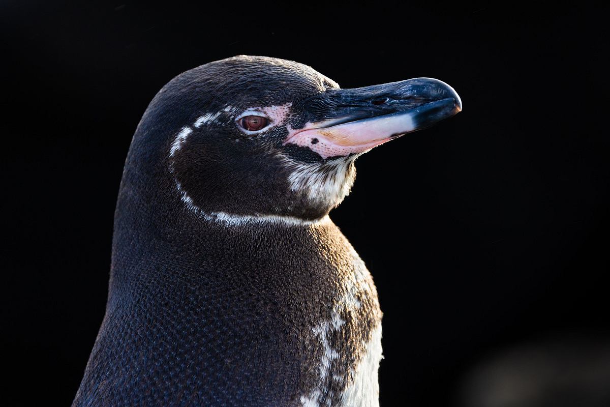 Die geheimnisvolle Welt der Pinguine die geheimnisvolle welt der pinguine