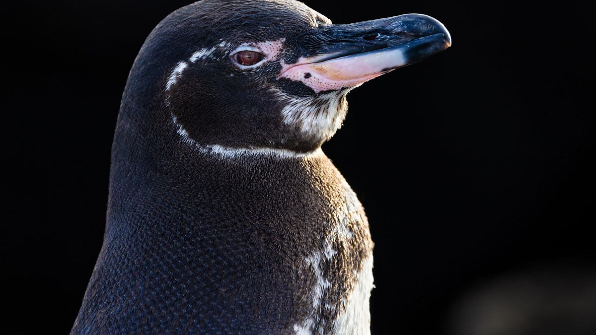 die geheimnisvolle welt der pinguine