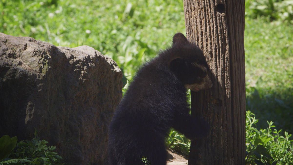 bronx zoo - tierpark der superlative