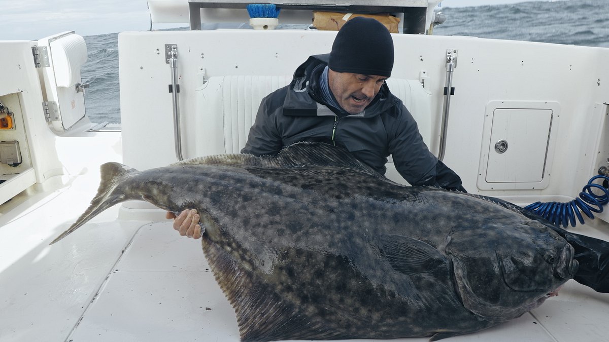 giganten unter wasser - riesenfischen auf der spur
