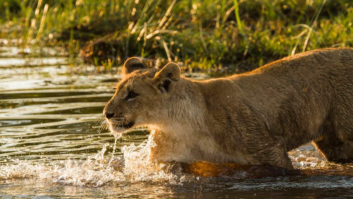 botswana: zum kämpfen geboren