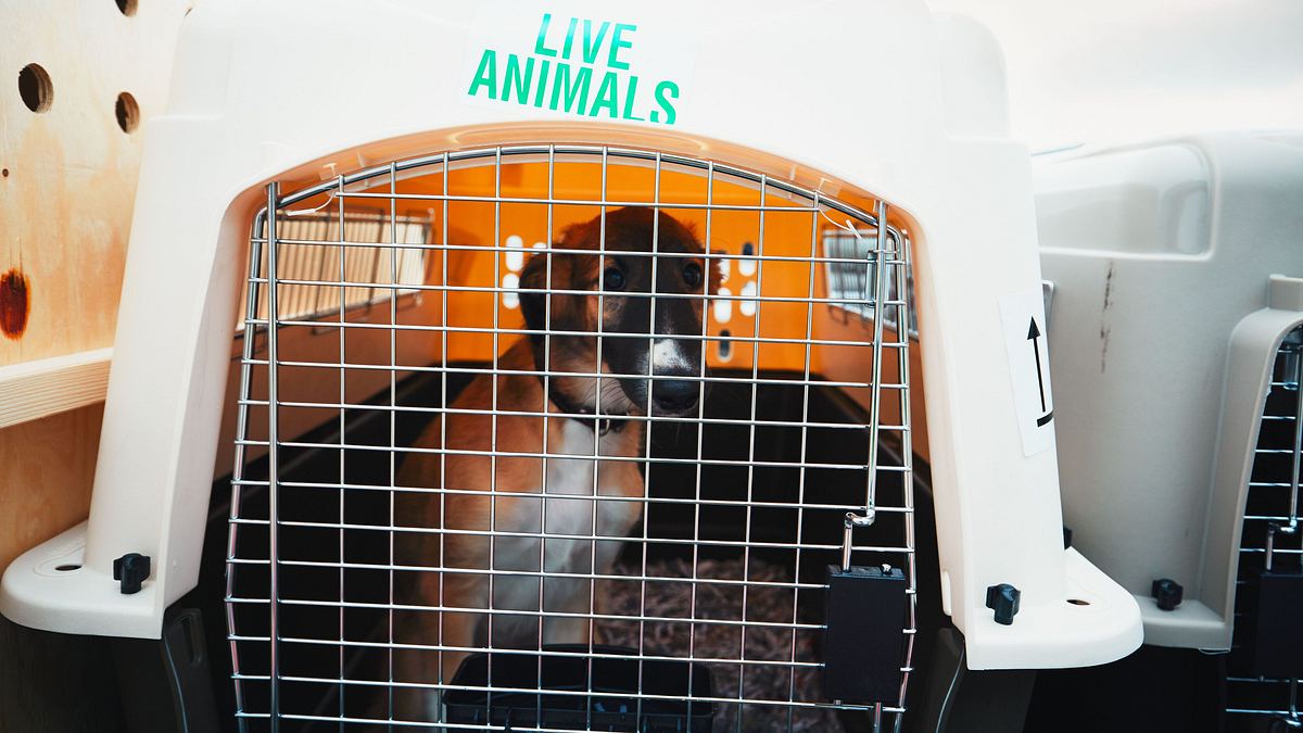 check-in für tiere