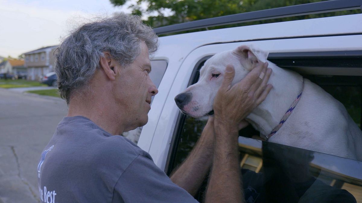 pitbulls auf bewährung