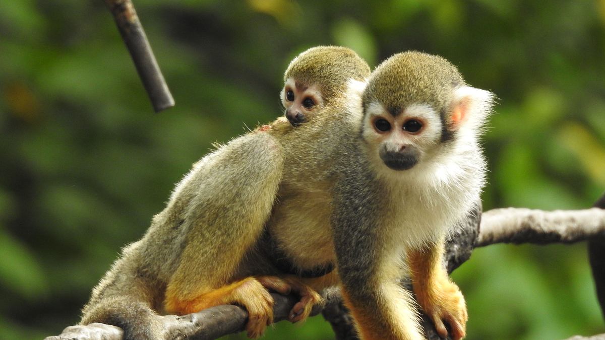 bronx zoo - tierpark der superlative
