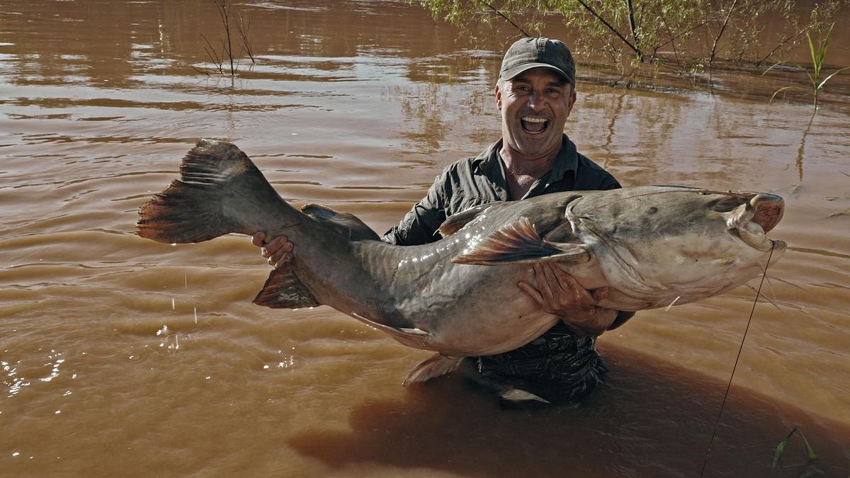 giganten unter wasser - riesenfischen auf der spur