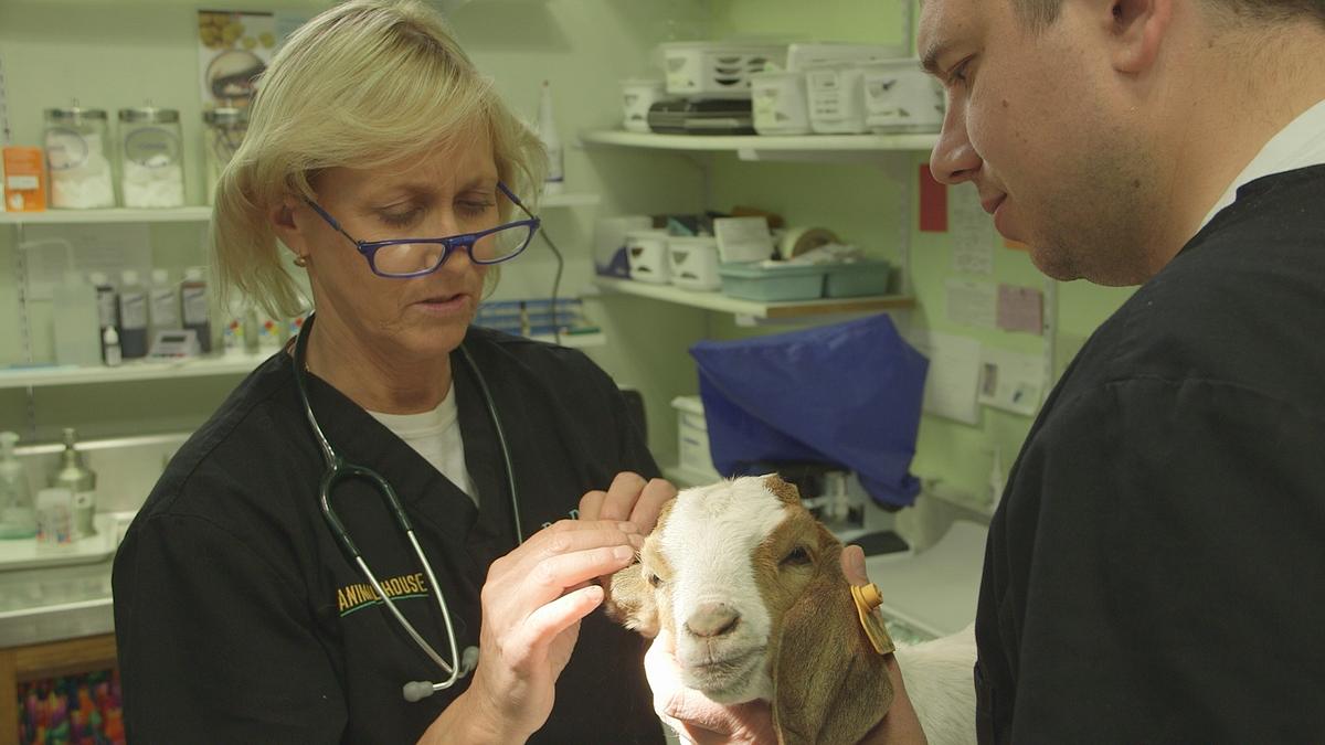 dr. dee: tierärztin in alaska