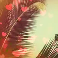 Amore unter Palmen Thumbnail
