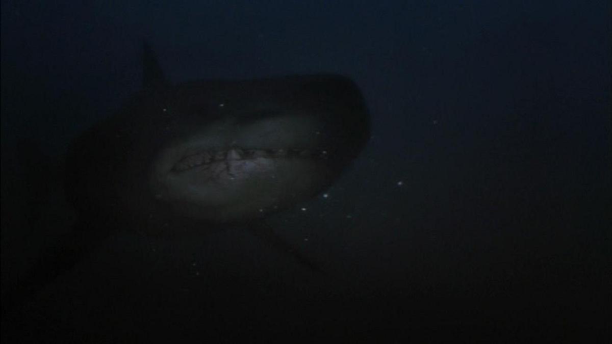 Shark Hunter Shark Hunter