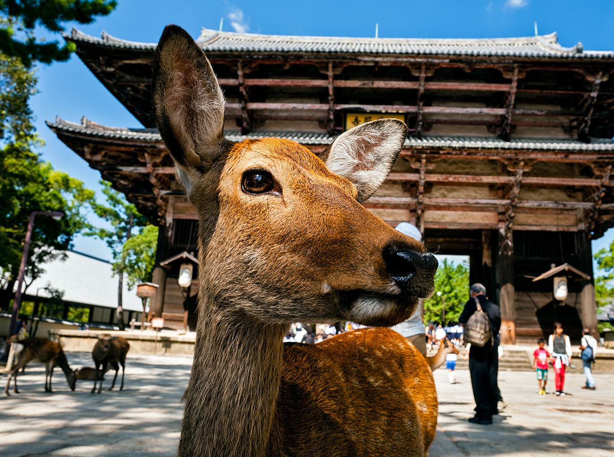 Wildes Japan - Land der tausend Inseln wildes japan - land der tausend inseln