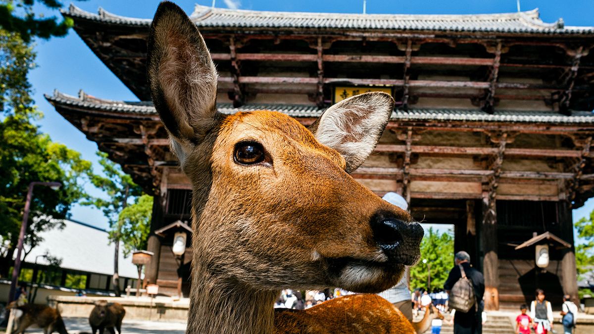 wildes japan - land der tausend inseln