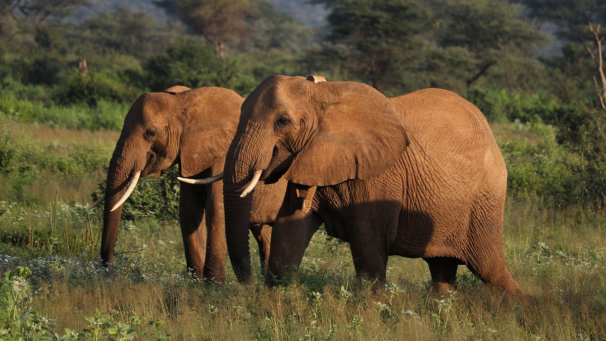 das wunder des lebens: tierbabys