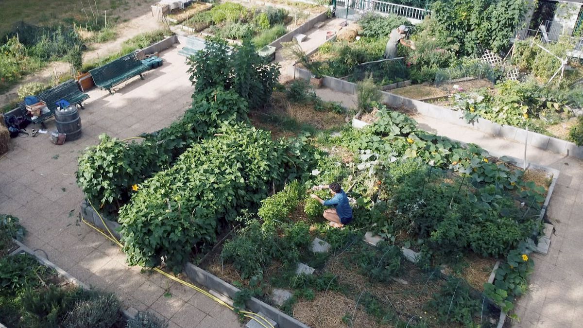 der schrebergarten - ein blick über den zaun