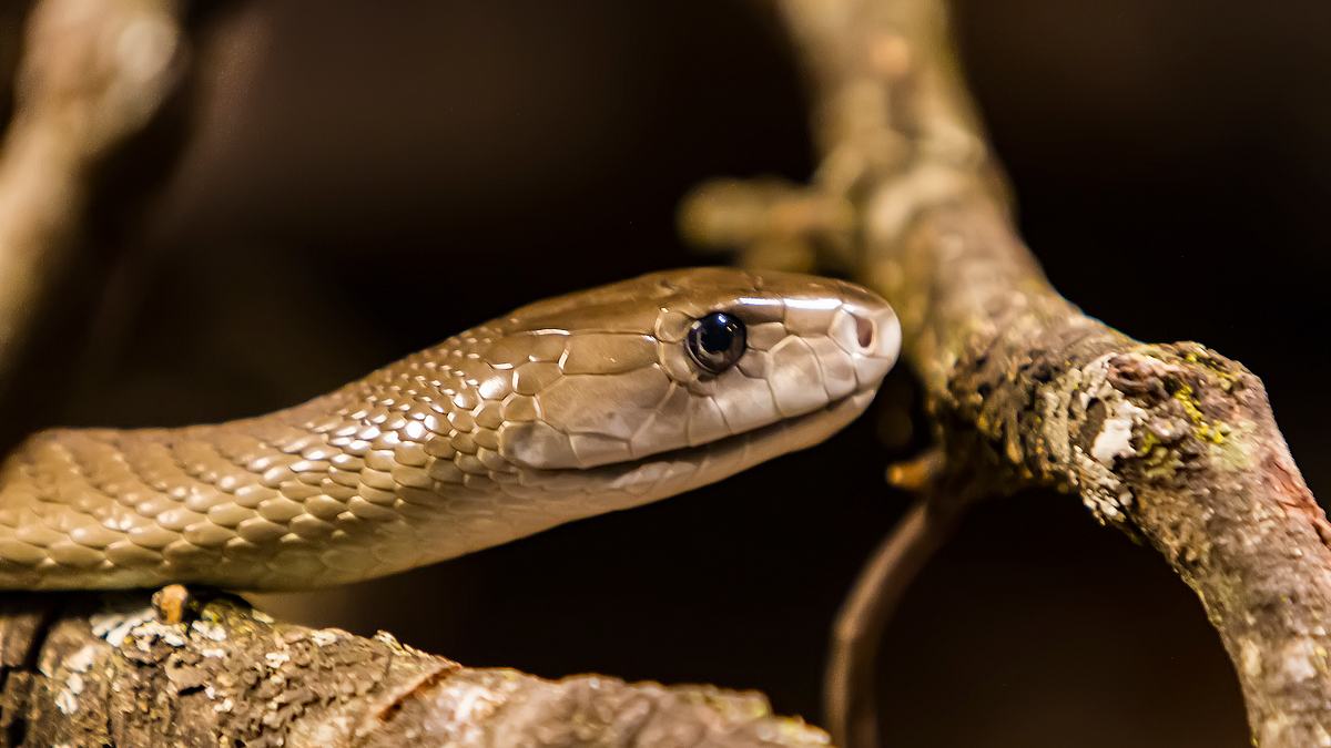naked survival - ausgezogen in die wildnis