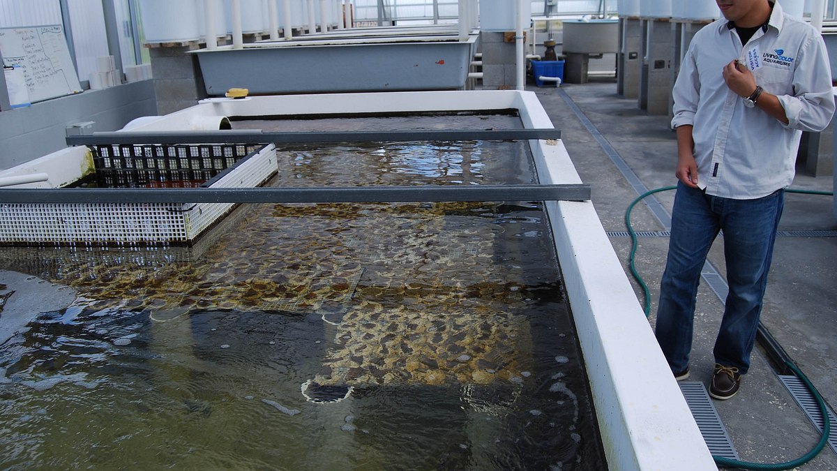 fish tank kings - gigantische wasserwelten