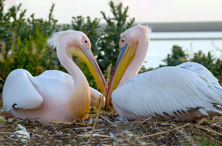 Die Pelikan-Insel - Geheimnis in Russlands Steppe die pelikan-insel - geheimnis in russlands steppe