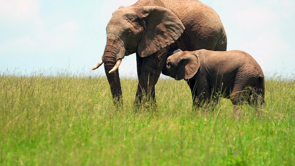 kenia, heldinnen der savanne