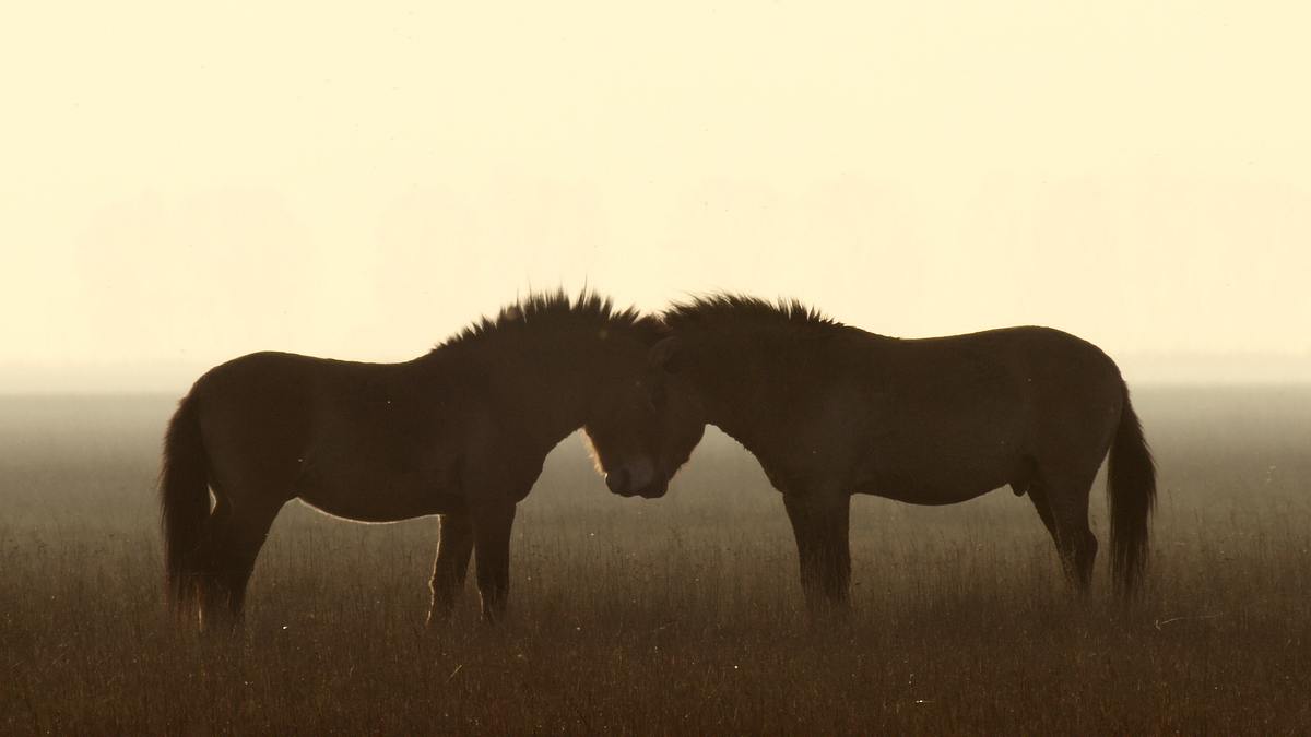 ungarns wilde pferde - in den weiten der puszta