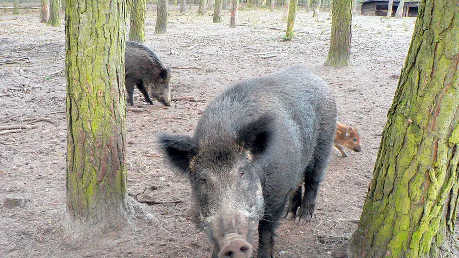 Die Zaubertricks der Tiere die zaubertricks der tiere