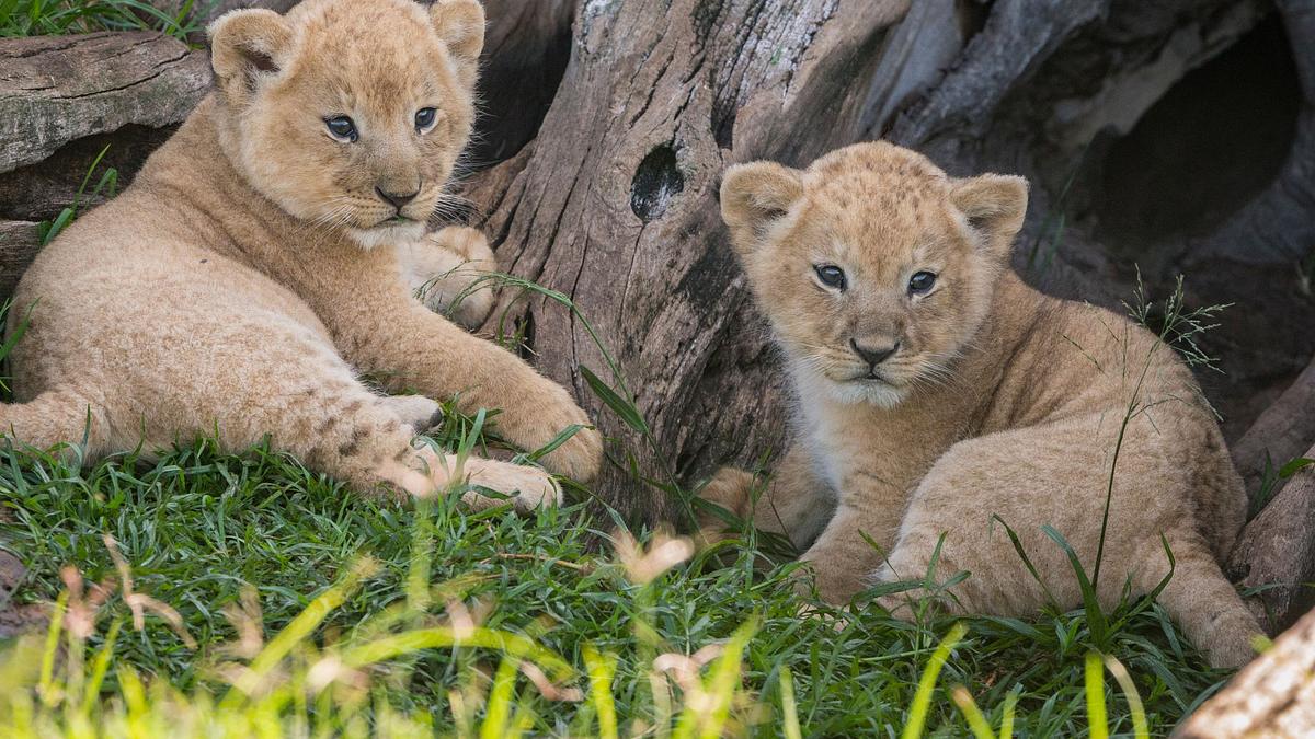 big cat tales - afrikas raubkatzen
