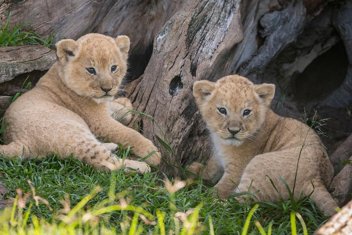 big cat tales - afrikas raubkatzen