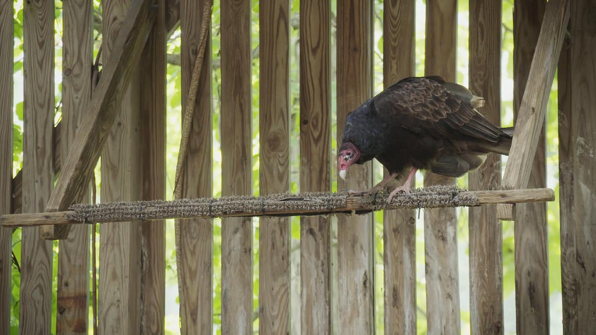 bronx zoo - tierpark der superlative