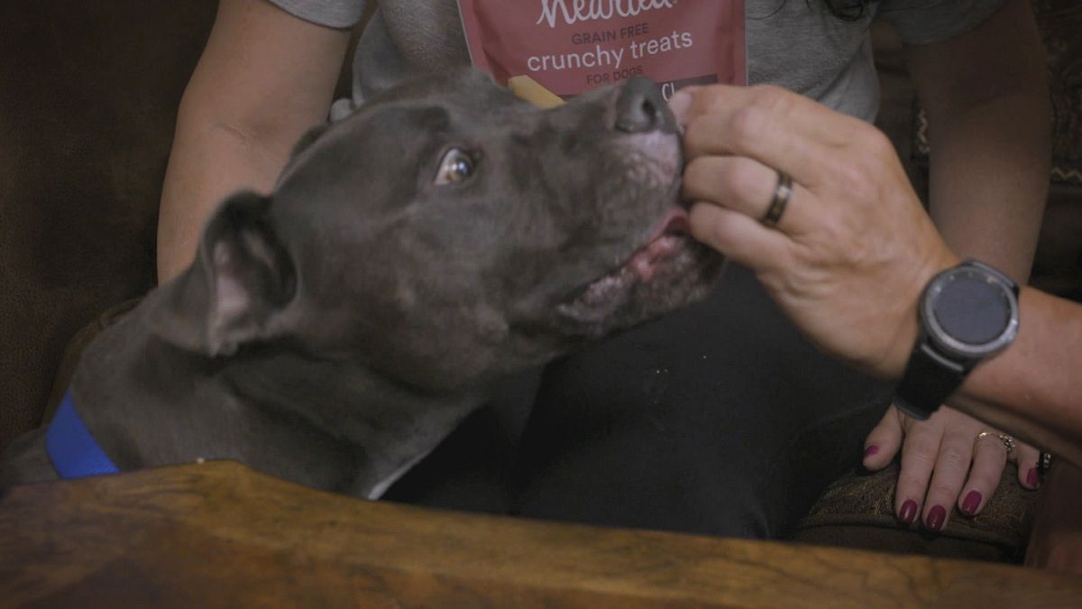 pitbulls auf bewährung