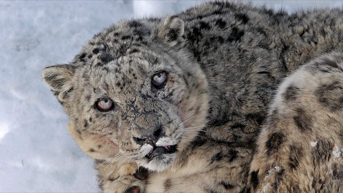 mythos schneeleopard