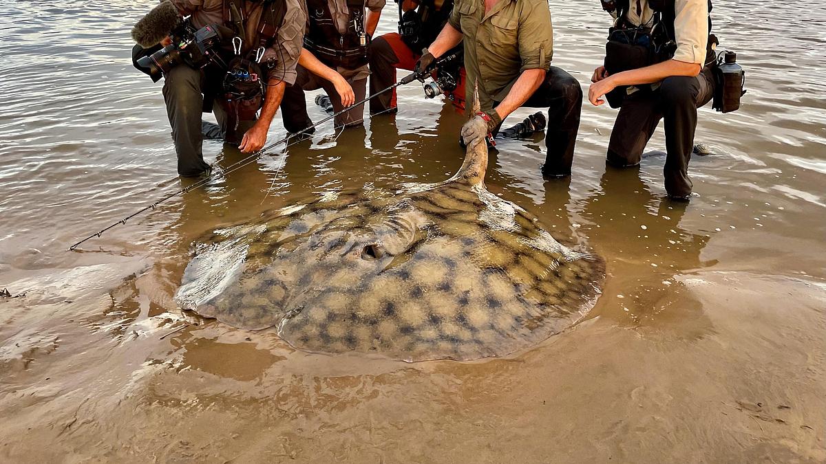 giganten unter wasser - riesenfischen auf der spur