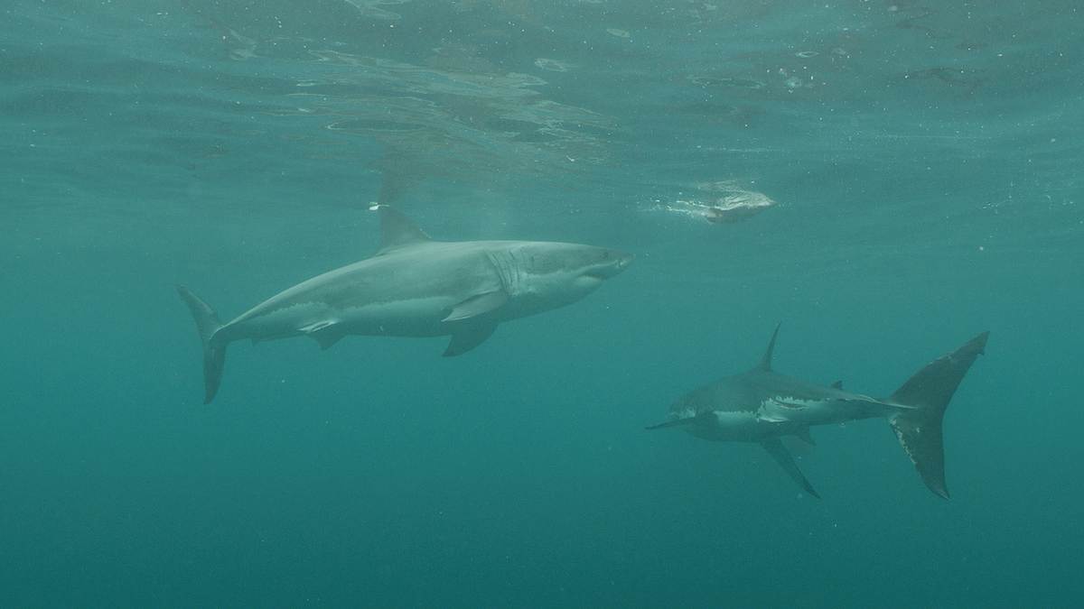 jaws vs. leviathan - kampf der meerestitanen