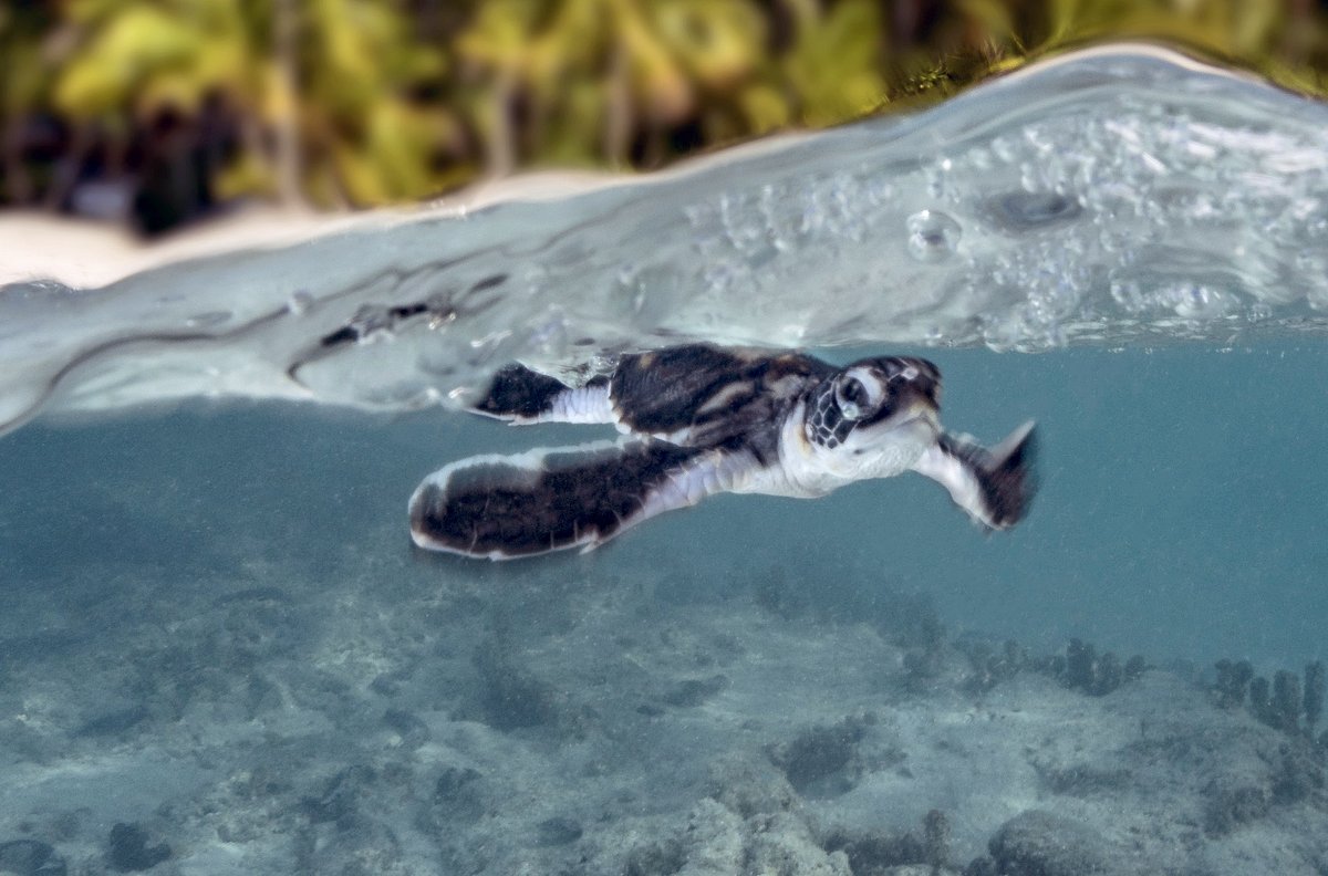 die wächter des great barrier reef