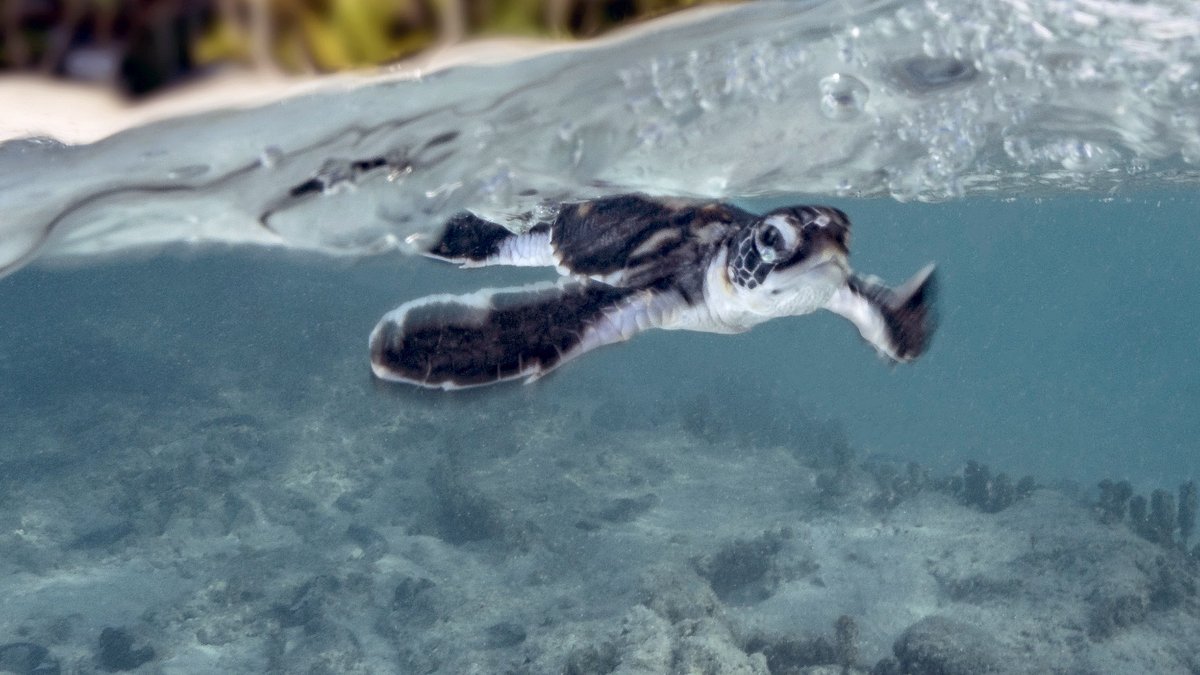 die wächter des great barrier reef