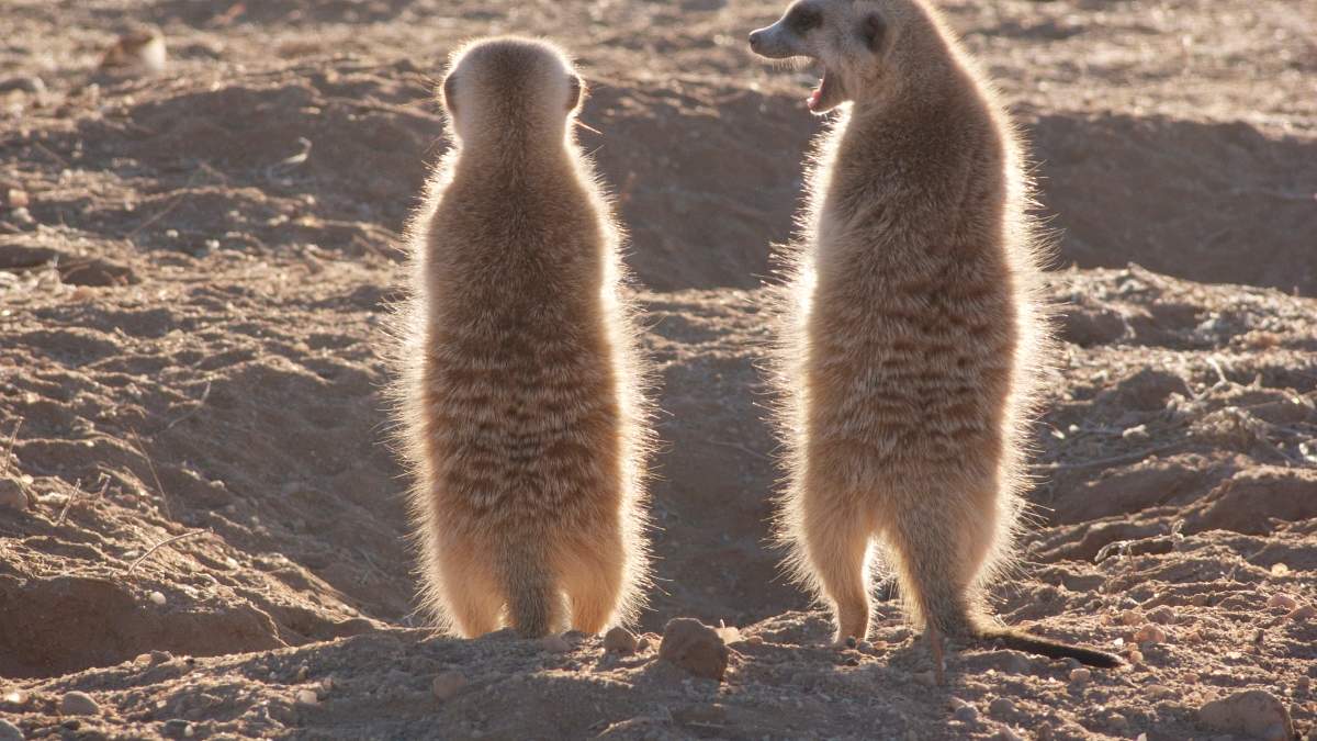 der clan der erdmännchen