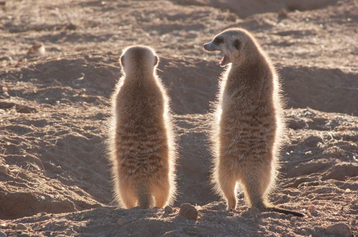 der clan der erdmännchen