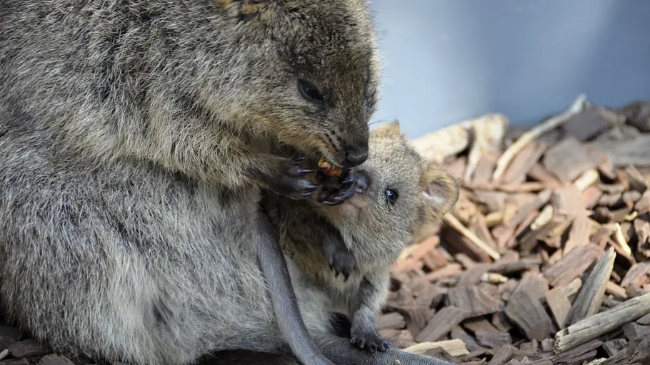 taronga zoo hautnah