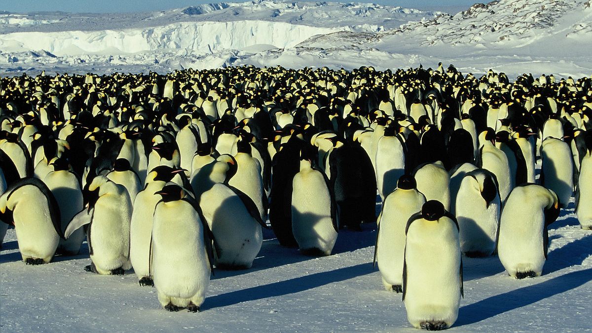 die reise der pinguine