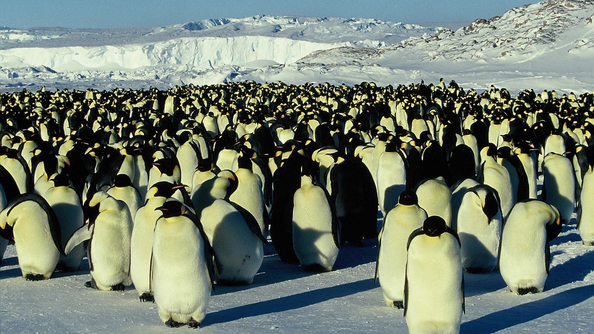 die reise der pinguine