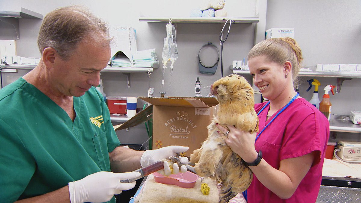 tierarzt dr. jeff