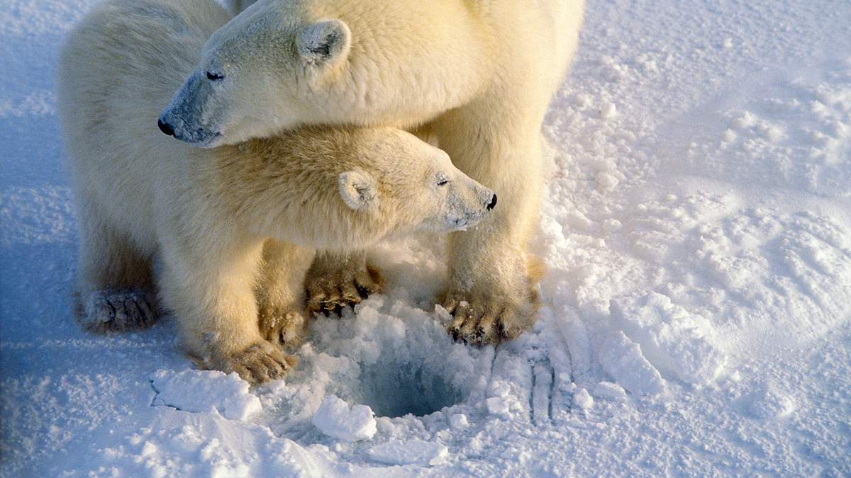 die reise der eisbären